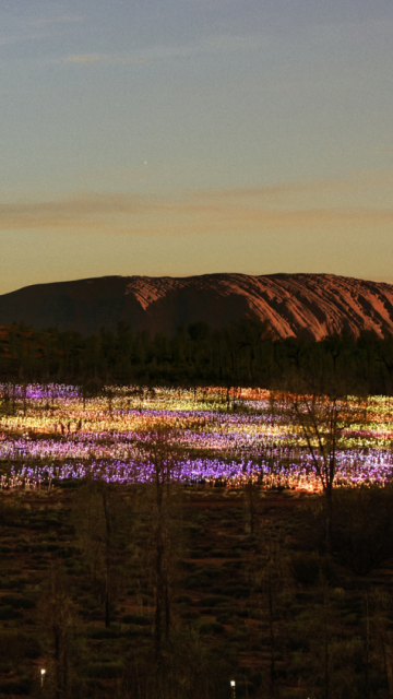 field of light at night