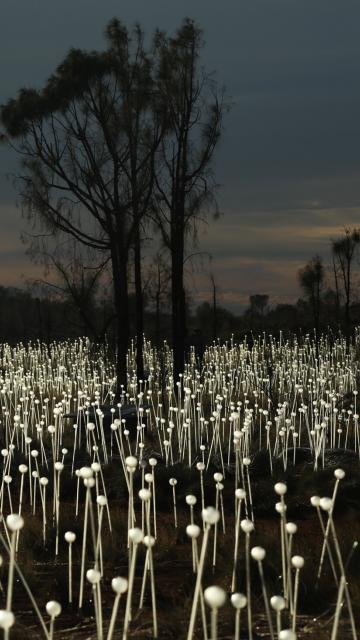 field of light