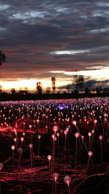 Viewing of Field of Light Star Pass operated by Ayers Rock Resort